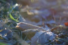 Herbstlaub, du bist der Winter träumen ... (mit) / ***