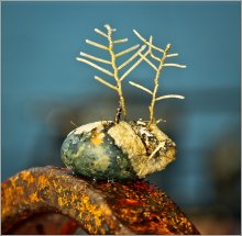 Baum auf einem Felsen ... / ***