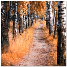 following the autumn path... / ***