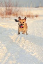 Toby (der Hund, der immsmiling wird :)) / ***