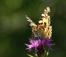 Die Strahlen der Morgensonne / ***