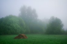 Nebligen Morgen mit Kirschblüten / ***