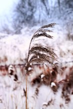 Rohr im Wind / ***