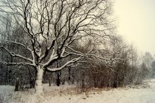 Spaziergang durch den Wald / ***