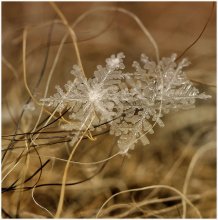 Schnee-Streich ... / ***
