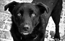 Dog - Der Landstreicher / ***