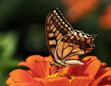Swallowtail at tsinii / Papilio machaon