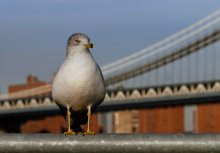 Brooklyn Bridge / New York