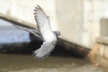 Die Städter ... / ***