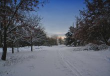Winter-Abend im Arboretum / ***