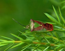 Bug Kilevik krovotochivy Acanthosoma haemorrhoidale / ***