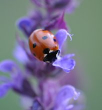 Ladybird (Coccinellidae) / ***