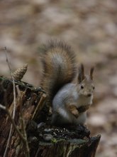 Eichhörnchen. / ***