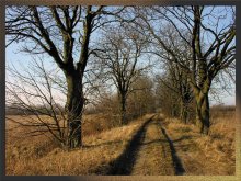 Feldweg mit Kastanien / *****