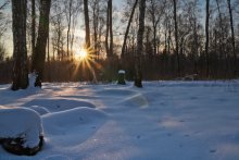 Im Wald in der Dämmerung / ---