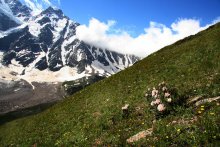 cheget / ***