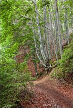 Vitosha Park. Eco - Weg «Panorama» / ***