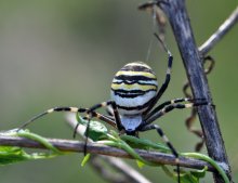 Argiopa, Spider - Zebra (Wespenspinne) / ***