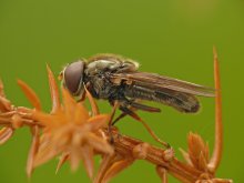 Fly - zhurchalka Cheilosia latifrons / ***