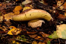Pilz / ****