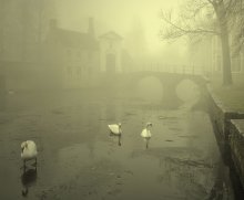 Swans in the fog. / Swans in the winter and fog in Bruges(Belgium).