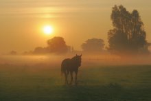 Horse in the morning mist. / Luckily i could get the horse beautiful in picture.