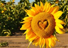 Liebe die Sonne / ***