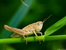 Grasshopper Nymphe / ***