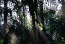 Morgen im Wald / ***
