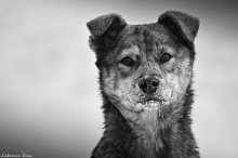 Obdachlose Blick / ***