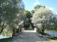 Die Bäume am Teich! / ***