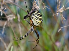 Spider - die Wespe (Argiopa bryunniha) / ****