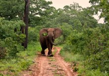 kaufen ein Elefant betrunken / Zimbabwe