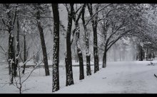 Winter im Park / ***