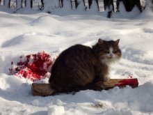 Cat Killer / 2012