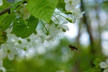 Biene und Blume / ***