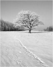 Über den einsamen Baum ... / __________