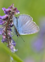 Schmetterling / ***