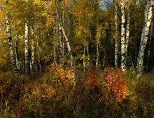 Herbst Birke / ***