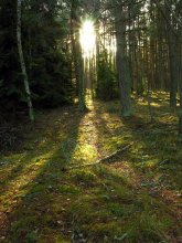 Wir halten Sie den Pfad in den Wald / *****