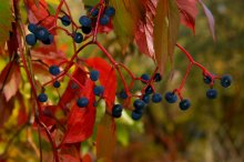 die Früchte des Herbstes / ***