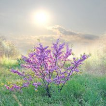 Frühling wie ein Traum ... / ***