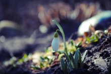 Schneeglöckchen / ***