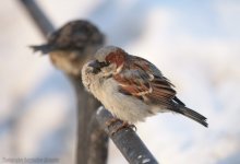 Spatz in Erwartung des Frühlings und der Sonne / ***