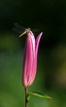 Grasshopper Dragonfly / ***