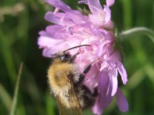 Sommer, die Blume und Hummel / ***