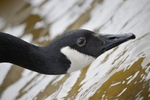~ / canadian geese