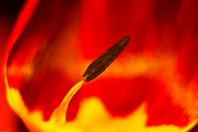 Asche und die Flammen / ***