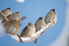 Sparrows / ***