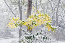 ein wunderbarer Moment des Winters / ***